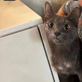 Dilute Tortoiseshell and Russian Blue Cats Available for Adoption - Storm | PetCurious