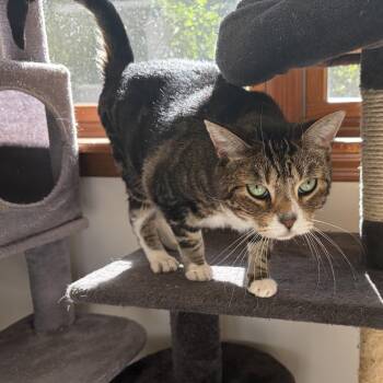 Shelby -  Domestic Short Hair Cat for Adoption in Peconic, New York - Shelby | PetCurious