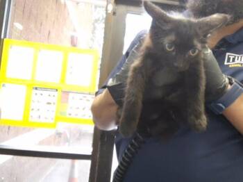 SILVER -  Domestic Medium Hair Cat for Adoption in Tulsa, Oklahoma - SILVER | PetCurious
