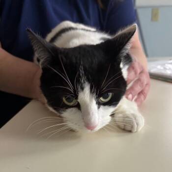 Domestic Short Hair Cats Available for Adoption - Cleo (25-767) | PetCurious