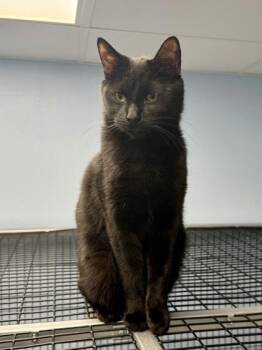 Domestic Short Hair Cats Available for Adoption in Mount Pleasant, Iowa - Quinn | PetCurious