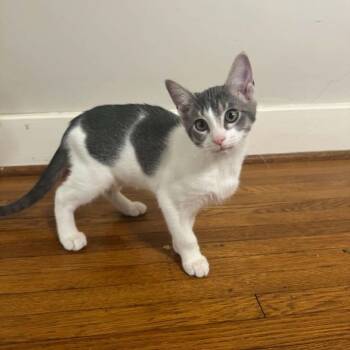Wingstop -  Domestic Short Hair Cat for Adoption in Tulsa, Oklahoma - Wingstop | PetCurious