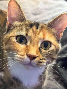 Rescue Domestic Short Hair Cats for Adoption in Sioux Falls, South Dakota - Honey | PetCurious