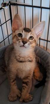Lancelot -  Oriental Short Hair and Chausie Cat for Adoption in Montreal, Quebec - Lancelot | PetCurious