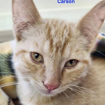 Carson -  Domestic Short Hair Cat for Adoption in Lakewood, Colorado - Carson | PetCurious