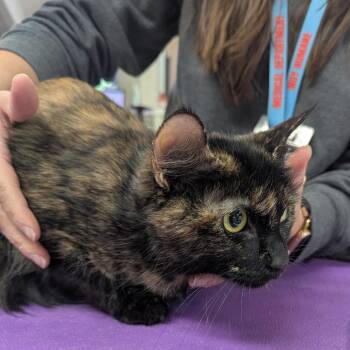 Domestic Medium Hair Cats Available for Adoption in Indianapolis, Indiana - Stella Luna | PetCurious