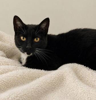 Domestic Short Hair Cats Available for Adoption in Columbia, Tennessee - Storm | PetCurious