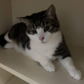 Domestic Short Hair Cats Available for Adoption - Tito | PetCurious