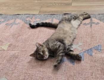 Suzette -  Domestic Short Hair Cat for Adoption in Philadelphia, Pennsylvania - Suzette | PetCurious