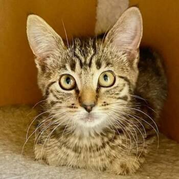 Andie -  Domestic Short Hair Cat Available for Adoption in Jupiter, Florida - Andie | PetCurious