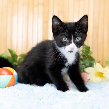 Leena -  Domestic Short Hair Cat for Adoption in Durham, North Carolina - Leena | PetCurious