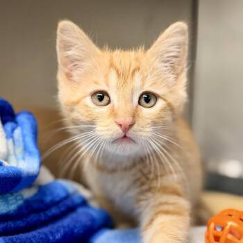 Gouda -  Domestic Short Hair Cat for Adoption in Jackson Township, New Jersey - Gouda | PetCurious