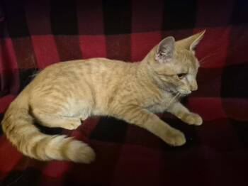Domestic Short Hair Cats Available for Adoption in Oviedo, Florida - Cheezeball | PetCurious
