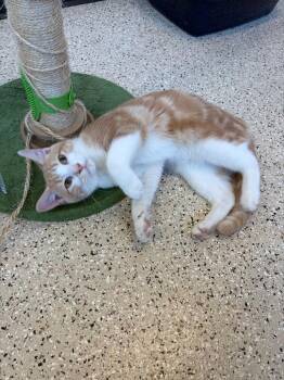 Domestic Short Hair Cats Available for Adoption - Bagel | PetCurious