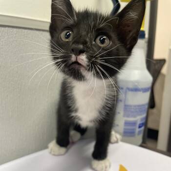 Domestic Short Hair Cats Available for Adoption in Tampa, Florida - Tree | PetCurious
