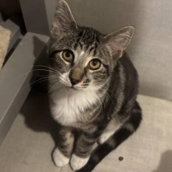 Dewdrop (was Bellamy Bug) -  Domestic Short Hair Cat for Adoption in Grantsville, Utah - Dewdrop (was Bellamy Bug) | PetCurious