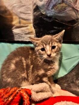 Oscar -  American Shorthair Cat for Adoption in Hagaman, New York - Oscar | PetCurious