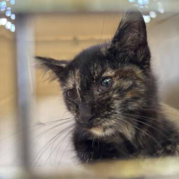 Peppercorn -  Domestic Short Hair Cat for Adoption in Saint Joseph, Missouri - Peppercorn | PetCurious