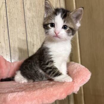 Domestic Short Hair Cats Available for Adoption in North Canton, Ohio - Oak | PetCurious