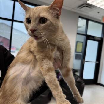 Domestic Short Hair Cats Available for Adoption in Des Moines, Iowa - Curry | PetCurious