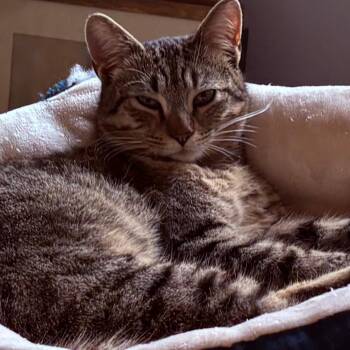 Domestic Short Hair Cats Available for Adoption - Sugar | PetCurious