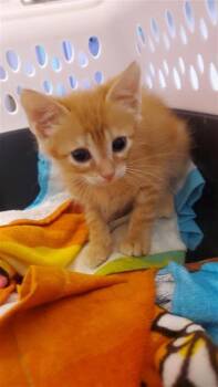 61411221 -  Domestic Short Hair Cat for Adoption in El Paso, Texas - 61411221 | PetCurious