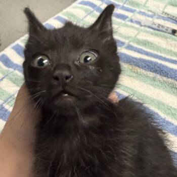 Domestic Short Hair Cats Available for Adoption in Fort Bragg, California - Cosmo | PetCurious