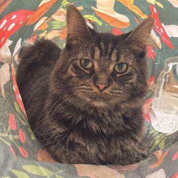 Serena -  Domestic Long Hair Cat for Adoption in Kennett Square, Pennsylvania - Serena | PetCurious