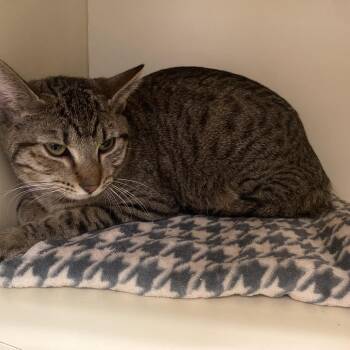 Domestic Short Hair Cats Available for Adoption - Jesse | PetCurious