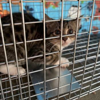 Loufa -  Domestic Short Hair Cat for Adoption in Kansas City, Missouri - Loufa | PetCurious