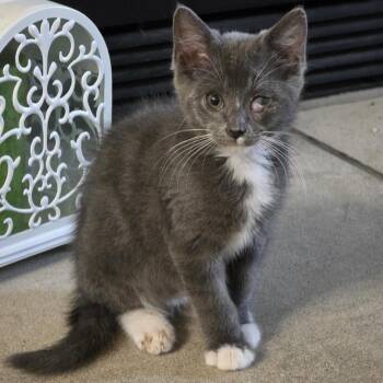 Dusty -  Domestic Short Hair Cat for Adoption in Normal, Illinois - Dusty | PetCurious