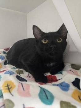 Domestic Short Hair Cats Available for Adoption in Savannah, Georgia - Mateo | PetCurious