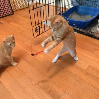Fred (bonded to Barney) -  Domestic Short Hair Cat for Adoption in Reisterstown, Maryland - Fred (bonded To Barney) | PetCurious