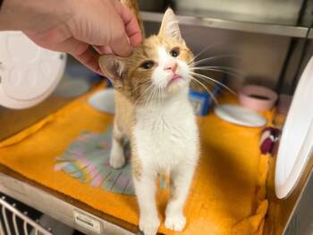 TATER TOT -  Domestic Short Hair Cat for Adoption in Fort Wayne, Indiana - TATER TOT | PetCurious