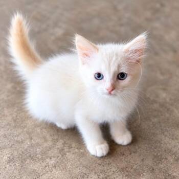 CHERRY -  Domestic Short Hair Cat for Adoption in Cranston, Rhode Island - CHERRY | PetCurious