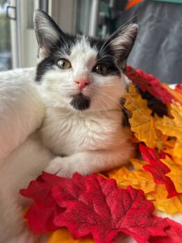 Rescue Domestic Short Hair Cats for Adoption in Fishers, Indiana - Guppy | PetCurious