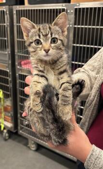 Fritzi -  Domestic Short Hair Cat for Adoption in Manhattan, Illinois - Fritzi | PetCurious