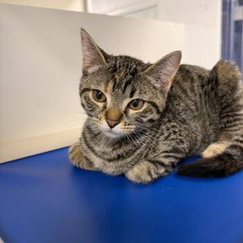 Jane -  Domestic Short Hair Cat for Adoption in Hampton Bays, New York - Jane | PetCurious