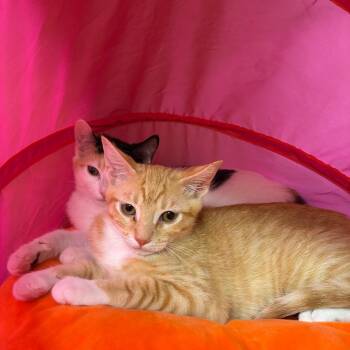 Jabenero -  Domestic Short Hair Cat for Adoption in Los Angeles, California - Jabenero | PetCurious