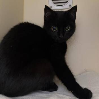 Domestic Short Hair Cats Available for Adoption in Cooperstown, New York - Moxie | PetCurious