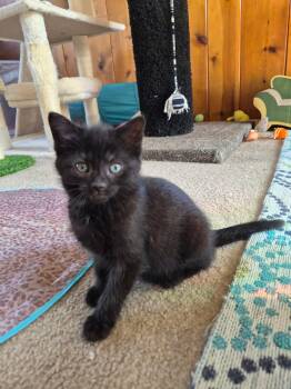 Domestic Short Hair Cats Available for Adoption - C310 Litter Bridget | PetCurious