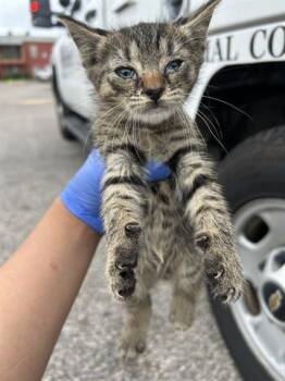 Domestic Short Hair Cats Available for Adoption in Houston, Texas - A655169 | PetCurious