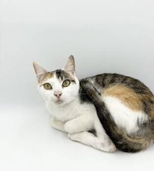 Domestic Short Hair Cats Available for Adoption in Bowling Green, Kentucky - Mulchy | PetCurious