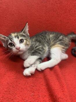 Rescue Domestic Short Hair Cats for Adoption in Fairfield, Illinois - Dipsy | PetCurious