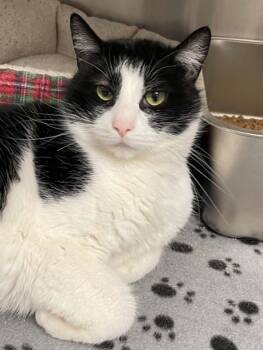 Domestic Short Hair Cats Available for Adoption in Covington, Virginia - Ace | PetCurious