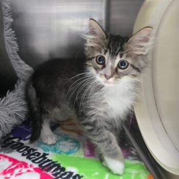 Taz Carlsbad -  Domestic Medium Hair Cat for Adoption in Denver, Colorado - Taz Carlsbad | PetCurious