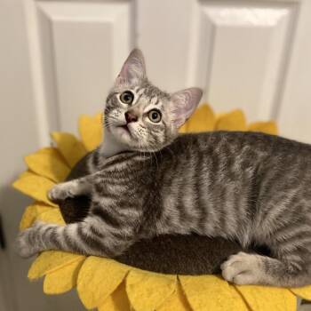Mel -  Domestic Short Hair Cat for Adoption in Bulverde, Texas - Mel | PetCurious