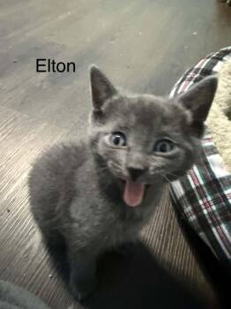 Elton (bonded w/Freddie) -  Domestic Short Hair Cat for Adoption in WDM, Iowa - Elton (bonded W/Freddie) | PetCurious
