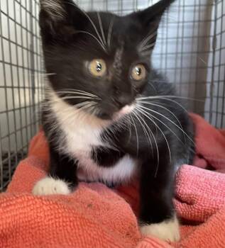 SHEPHERD -  Domestic Short Hair Cat for Adoption in Fort Myers, Florida - SHEPHERD | PetCurious