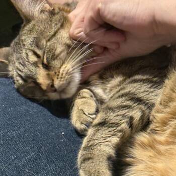 Glasgow -  Domestic Short Hair Cat for Adoption in Tulsa, Oklahoma - Glasgow | PetCurious